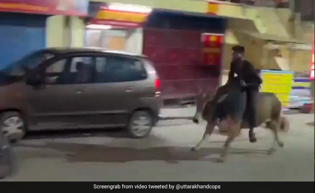 Watch: Drunk Man Rides Bull At Night In Rishikesh, Police Take Legal Action