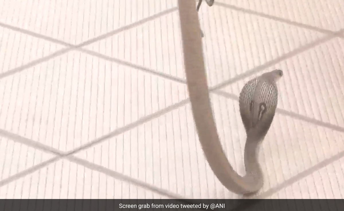 Watch: Snake Enters BJP Office As Votes Are Being Counted In Karnataka