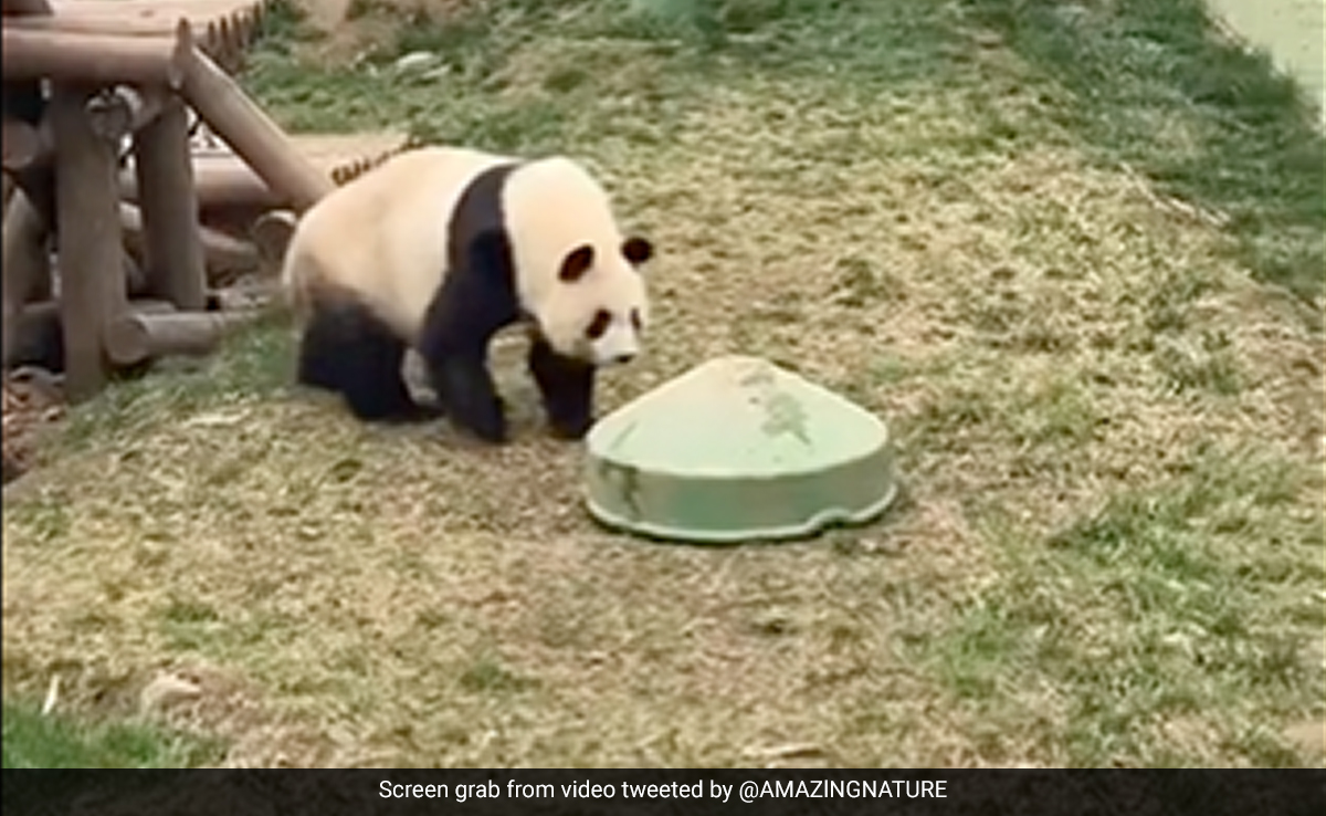 पांडा खेलते-खेलते कंटेनर में फंस गया, बाहर निकलने के लिए किया कुछ ऐसा, देख हंस पड़ेंगे आप