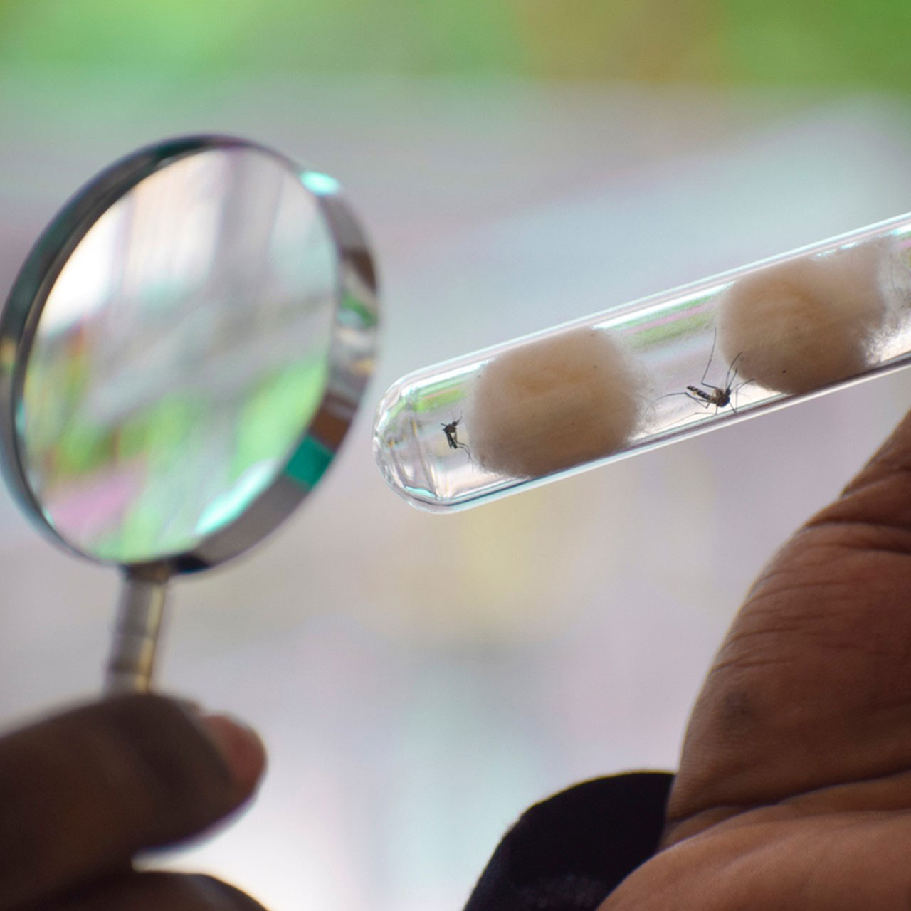 Shivpuri News: अमेरिका में पढ़ाई कर रहे शिवपुरी के लाल की मलेरिया से मौत, शव के इंतजार में परिजन हैं बेकरार