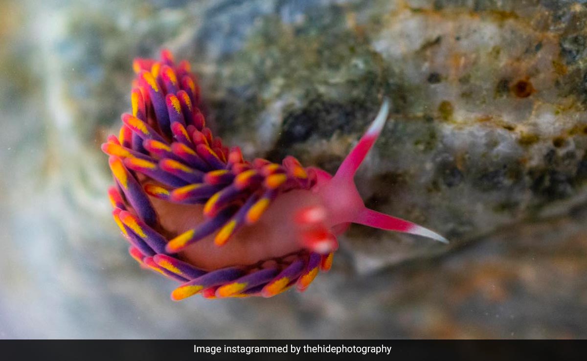 Rare Rainbow Sea Slug Found In UK Rock Pool Due To Warming Sea
