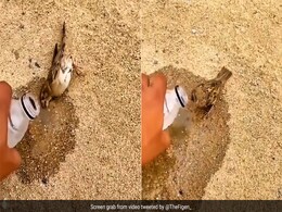 चिलचिलाती धूप में बेहोश पड़ी तड़प रही थी प्यासी गौरैया, शख्स ने ऐसे बचाई जान, नेकदिल इंसान की तारीफ कर रहे लोग चिलचिलाती धूप में बेहोश पड़ी तड़प रही थी प्यासी गौरैया, शख्स ने ऐसे बचाई जान, नेकदिल इंसान की तारीफ कर रहे लोग