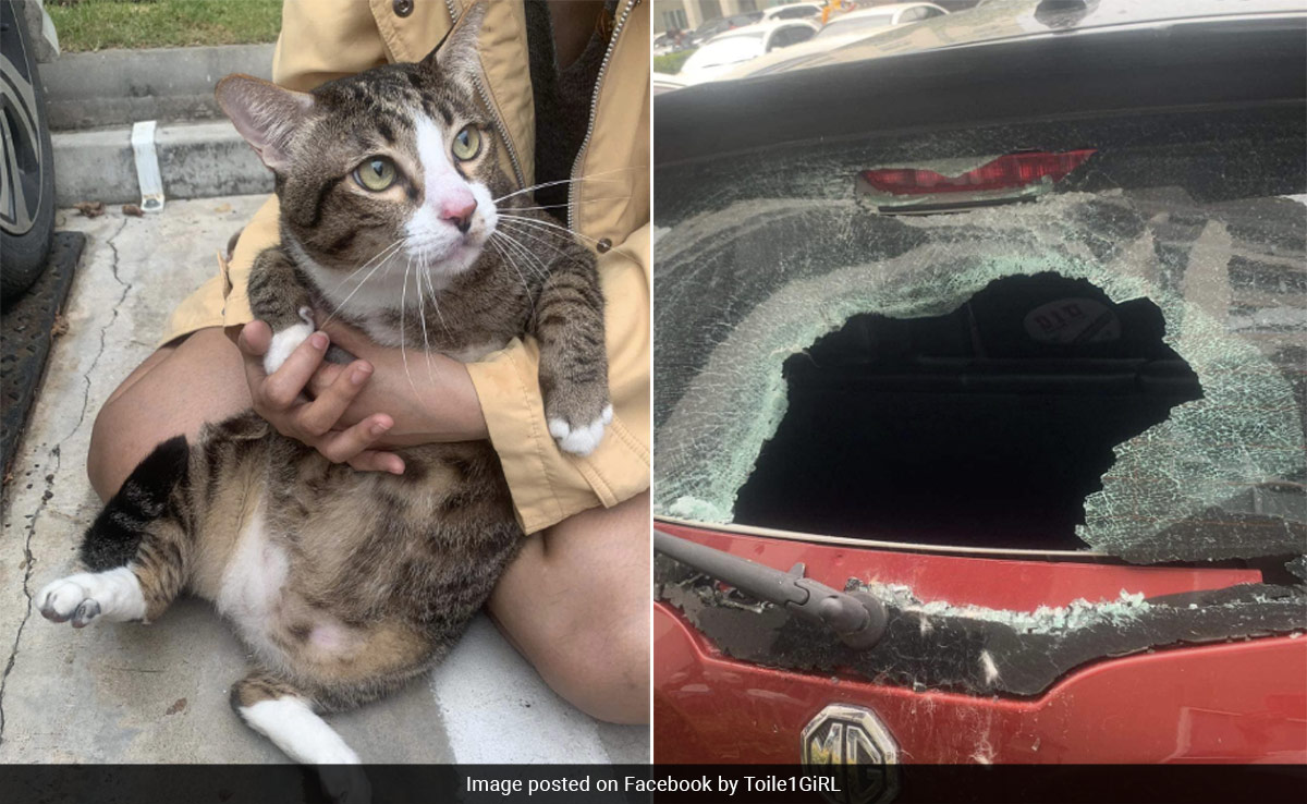 Cat Falls From 6th Floor And Crashes Into Car's Window, Miraculously Survives
