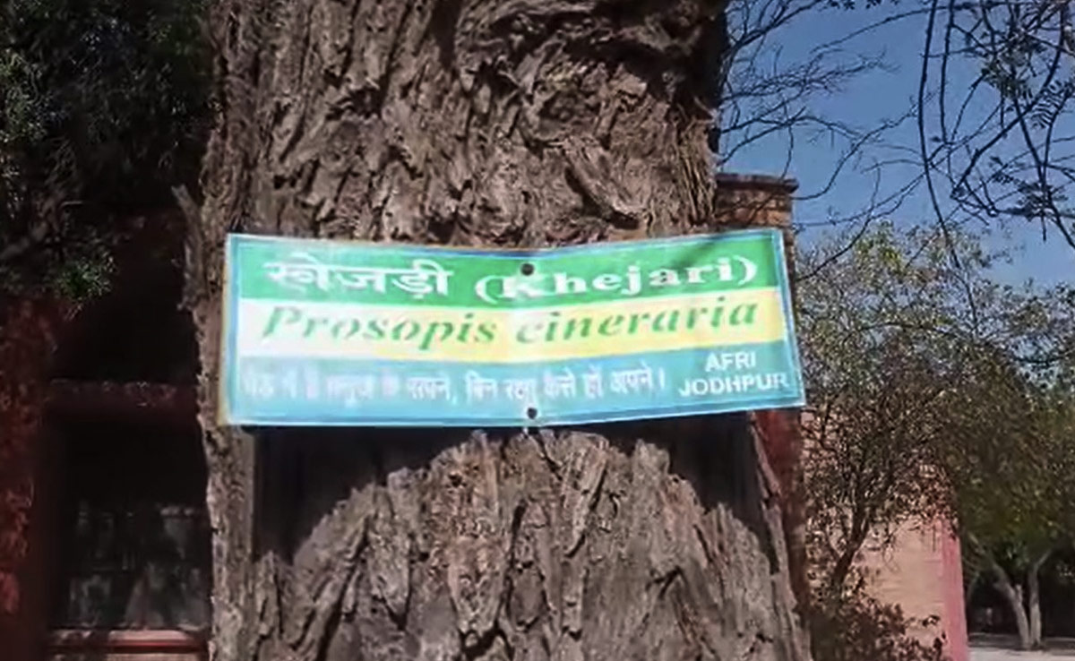 Climate Change Takes Rajasthan's Favourite Staple 'Desert Berry' Off Menu