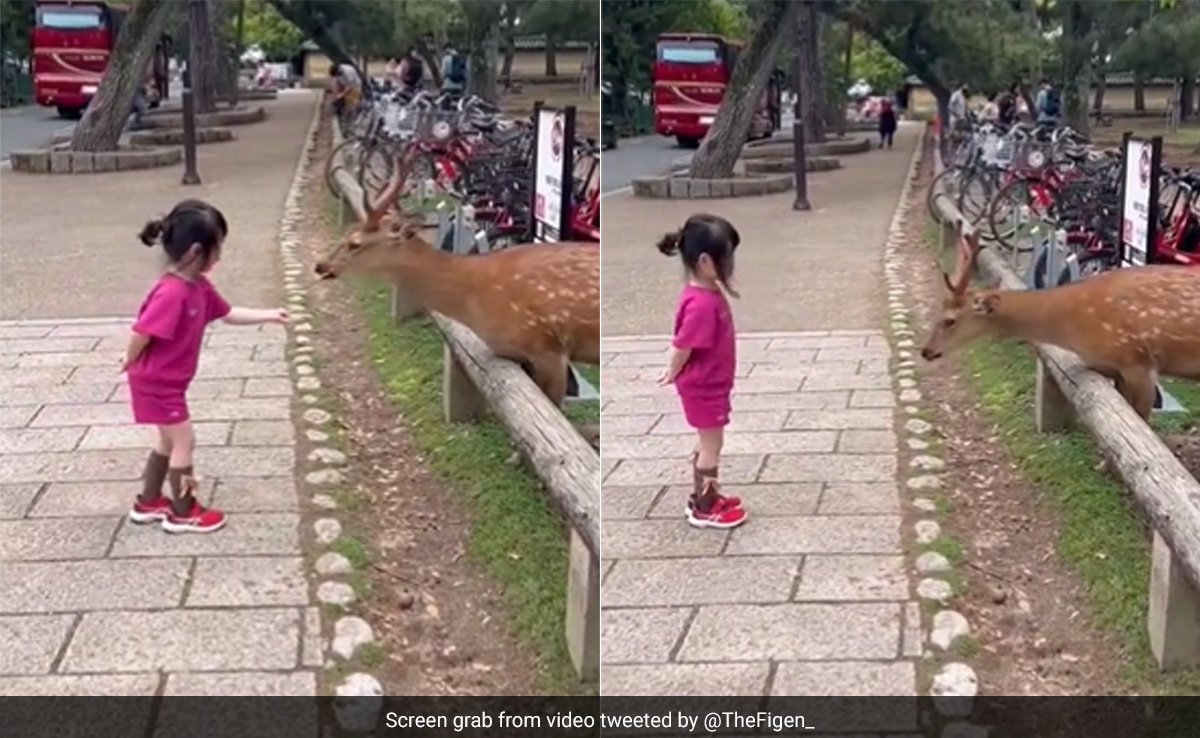छोटी बच्ची ने हिरण को प्यार से खिलाया खाना, फिर सिर झुकाकर किया कुछ ऐसा, मासूमियत पर फिदा हुए लोग