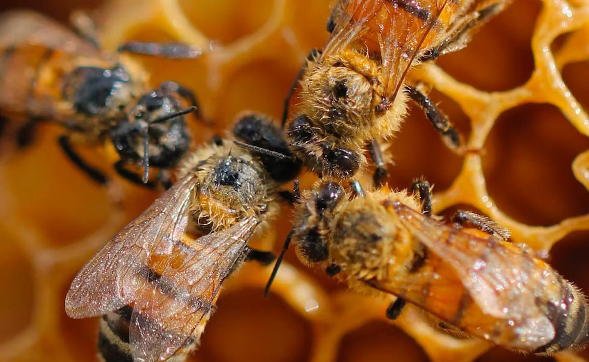 2 Brothers, Aged 4 And 6 Killed In Bee Attack In UP's Mankapur