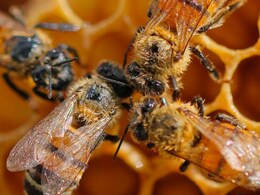 भारत-बांग्लादेश सीमा पर तस्करी रोकने के लिए 'मधुमक्खी बॉक्स' और औषधीय पौधों की बाड़