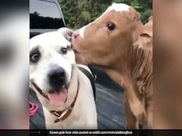 कुत्ते ने प्यार से बछड़े को किया Kiss, फिर बछड़े ने भी ऐसे किया दुलार, दोनों की दोस्ती देख रह जाएंगे हैरान कुत्ते ने प्यार से बछड़े को किया Kiss, फिर बछड़े ने भी ऐसे किया दुलार, दोनों की दोस्ती देख रह जाएंगे हैरान