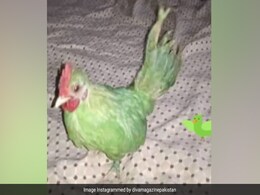 पाकिस्तानी शख्स ने मुर्गी को हरे रंग से रंगा, फिर तोता बताकर ऑनलाइन बेच दिया, रिएक्शन देख कंट्रोल नहीं होगी हंसी पाकिस्तानी शख्स ने मुर्गी को हरे रंग से रंगा, फिर तोता बताकर ऑनलाइन बेच दिया, रिएक्शन देख कंट्रोल नहीं होगी हंसी