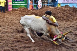 Jallikattu Upheld By Supreme Court: "Won't Disrupt Legislature's View" Jallikattu Upheld By Supreme Court: "Won't Disrupt Legislature's View"