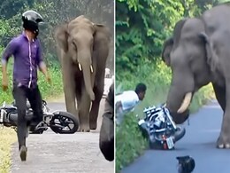 गुस्सैल हाथी ने बाइकर्स पर बोला हमला, दिल दहला देगा वाइल्ड लाइफ से जुड़ा ये वीडियो गुस्सैल हाथी ने बाइकर्स पर बोला हमला, दिल दहला देगा वाइल्ड लाइफ से जुड़ा ये वीडियो