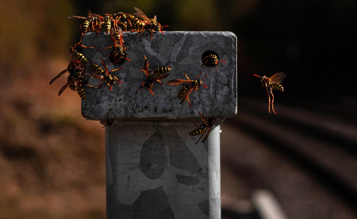 One-Legged US Man Attacked By 1,000 Killer Bees, Stung Over 250 Times