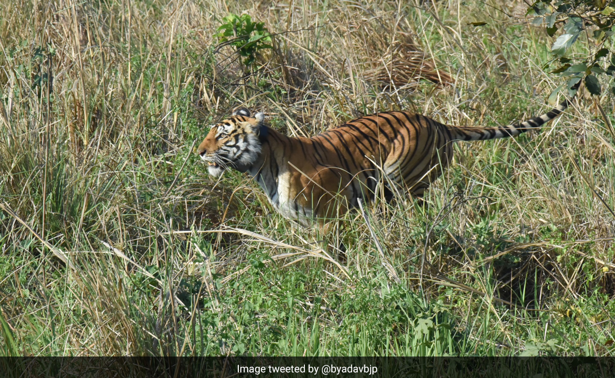Watch: Tigress Released In Uttarakhand Park By Chief Minister, Union Minister