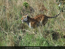 Watch: Tigress Released In Uttarakhand Park By Chief Minister, Union Minister Watch: Tigress Released In Uttarakhand Park By Chief Minister, Union Minister