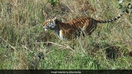 पेट में बच्चा लिए घूम रही बाघिन, आखिरी बार ट्रैक पर दिखी... अब सर्च ऑपरेशन में रेलवे-वन अधिकारी