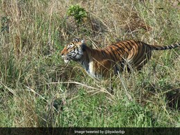 पेट में बच्चा लिए घूम रही बाघिन, आखिरी बार ट्रैक पर दिखी... अब सर्च ऑपरेशन में रेलवे-वन अधिकारी