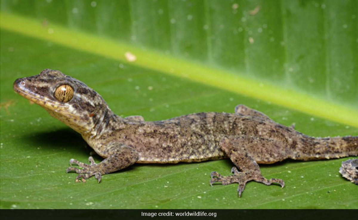 380 New Species Discovered In This Remote Part Of The World, Say Researchers