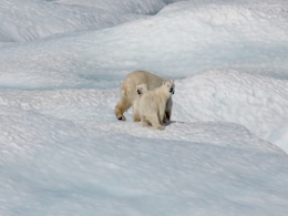 Climate Change To Push 30% Species Over Tipping Points: Study Climate Change To Push 30% Species Over Tipping Points: Study