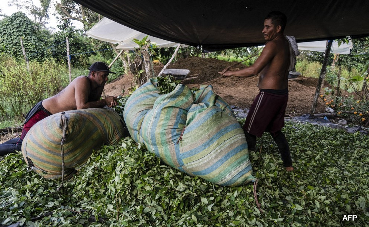 Cocaine Price Drop Big Blow For Colombian Coca Farmers