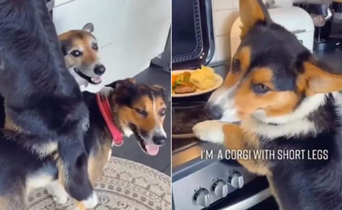 Viral Video: दोस्ती निभाने के लिए ये कुत्ते बन गए शातिर चोर, 40 लाख लोगों ने देखा ये वीडियो