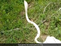 रिहायशी इलाके में मिला सफेद कोबरा, देखते ही मचा हड़कंप, कैमरे में कैद हुआ दुर्लभ नज़ारा रिहायशी इलाके में मिला सफेद कोबरा, देखते ही मचा हड़कंप, कैमरे में कैद हुआ दुर्लभ नज़ारा