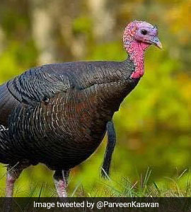 Thanksgiving Turkey: Bureaucrat Explains Confusion Behind The Bird's Name
