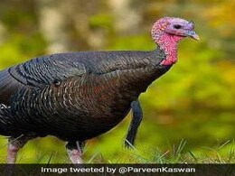 Thanksgiving Turkey: Bureaucrat Explains Confusion Behind The Bird's Name Thanksgiving Turkey: Bureaucrat Explains Confusion Behind The Bird's Name