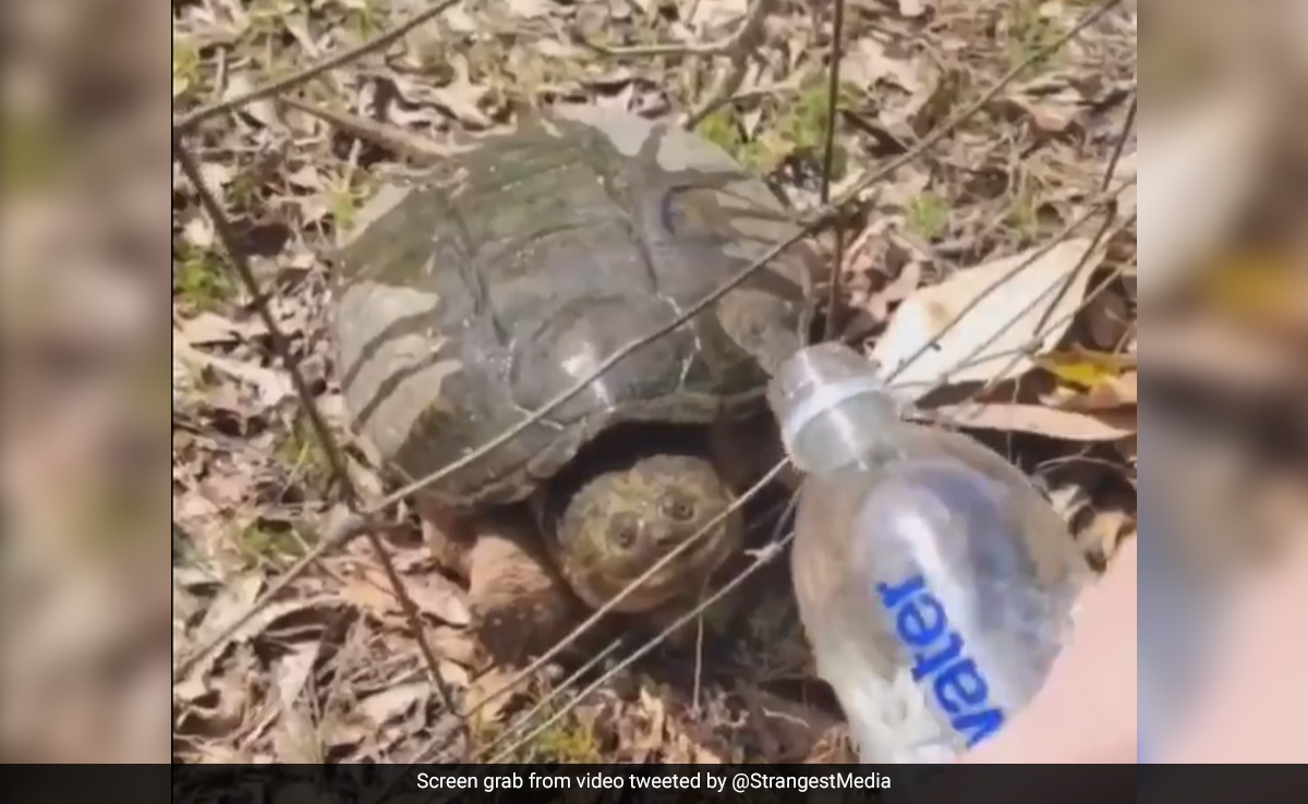 Watch: Turtle Attacks Woman As She Gives Him Water, Internet Shocked