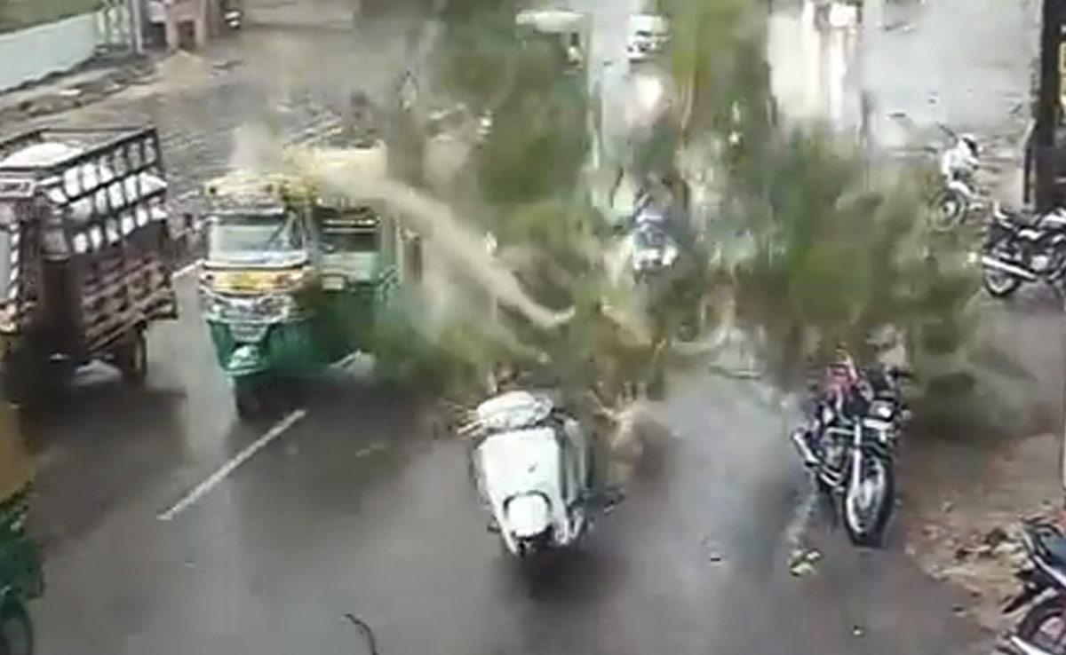 Video: Tree Falls On 3 Men Riding Scooter In Rajasthan