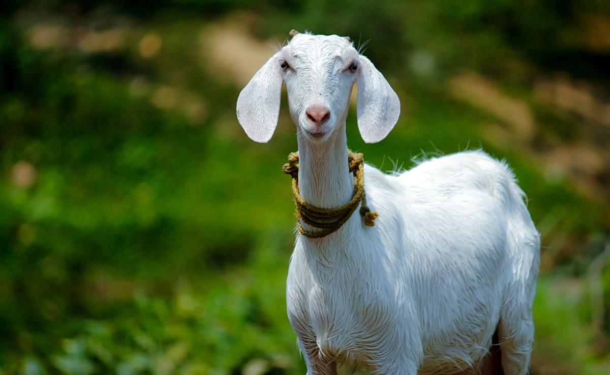 Video: US Police Rush To Cries For Help, End Up Finding An Upset Goat