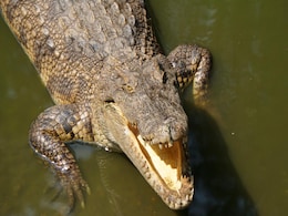 7-Foot Crocodile Rescued From UP Village 7-Foot Crocodile Rescued From UP Village