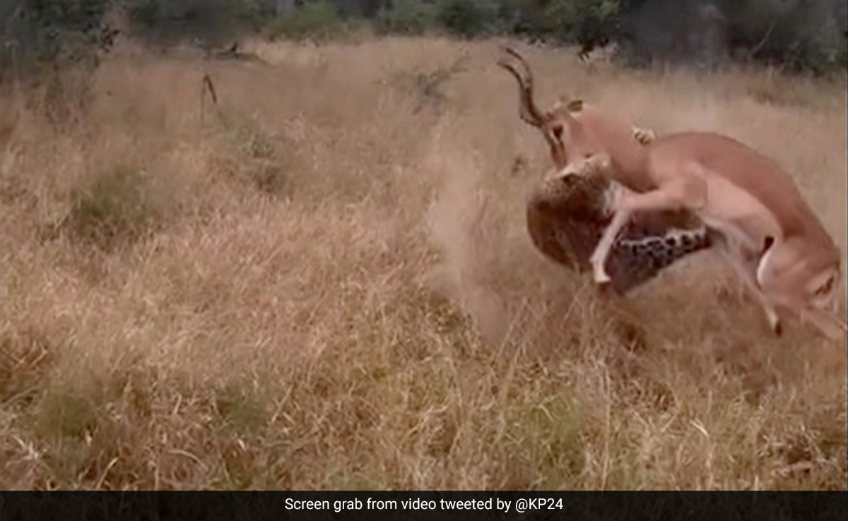 Watch: Kevin Pietersen Shares Video Of Leopard Pouncing On Deer. Twitter Says 'Scary'
