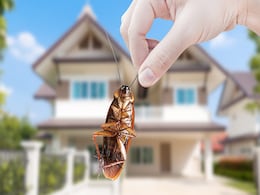 घर से Cockroach भगाने के ये नुस्खे हैं जबरदस्त, आप भी आजमाकर देखिए घर से Cockroach भगाने के ये नुस्खे हैं जबरदस्त, आप भी आजमाकर देखिए