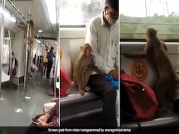 दिल्ली मेट्रो में घुसे बंदर ने जमकर काटा बवाल, यात्रियों का डर के मारे हुआ बुरा हाल दिल्ली मेट्रो में घुसे बंदर ने जमकर काटा बवाल, यात्रियों का डर के मारे हुआ बुरा हाल