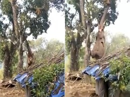 कटहल खाने के लिए दो पंजों पर खड़े हो गए 'गजराज' आगे जो हुआ उसे देख हैरत में पड़ जाएंगे आप कटहल खाने के लिए दो पंजों पर खड़े हो गए 'गजराज' आगे जो हुआ उसे देख हैरत में पड़ जाएंगे आप