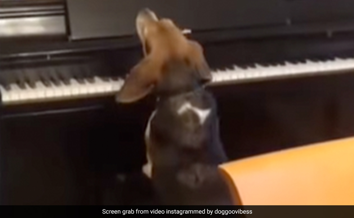 Video Shows Dog Playing Piano, Singing. Smiles Guaranteed