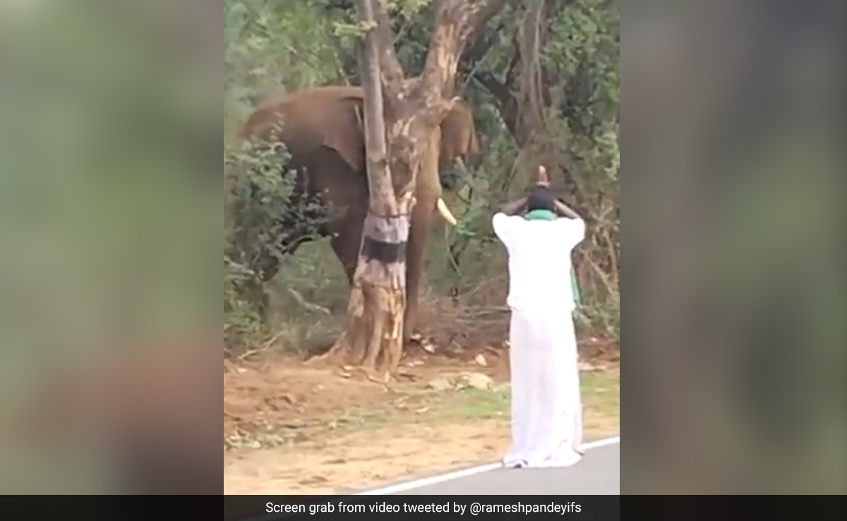 हाथी के सामने हाथ जोड़कर खड़ा हो गया शख्स, कुछ इस तरह किया परेशान, देखकर लोगों को आ रहा गुस्सा