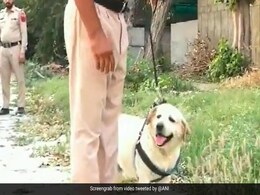 Watch: Punjab Police Dog Beats Cancer, Returns To Work Watch: Punjab Police Dog Beats Cancer, Returns To Work