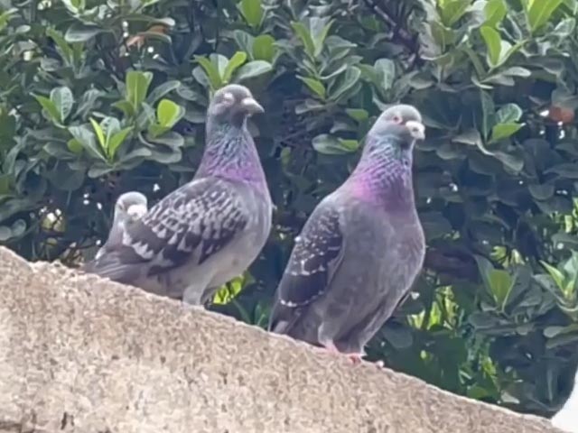 Pigeons Of Odisha Police Keeps Glorious Past Alive