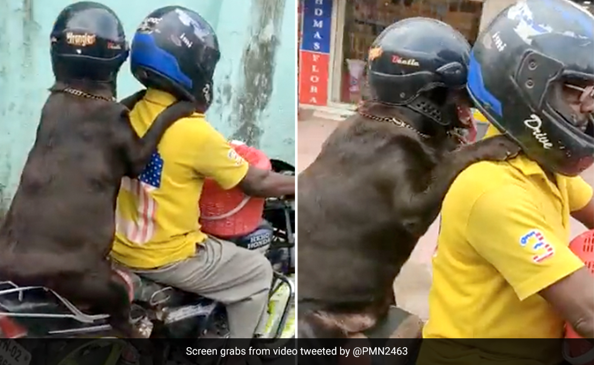 हेलमेट पहनकर बाइक की सवारी करता दिखा कुत्ता, Video देख हैरान रह गए लोग, बोले- इंसानों के लिए सबक