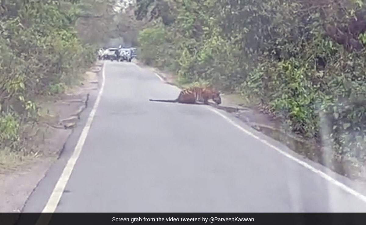 "Road Stopper": Tourists Spot Majestic Tiger Drinking Water At Katarniaghat Wildlife Sanctuary