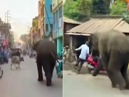 VIDEO: जंगली हाथी ने मार्केट में किया बवाल, डरकर जान बचाकर भागते दिखे लोग VIDEO: जंगली हाथी ने मार्केट में किया बवाल, डरकर जान बचाकर भागते दिखे लोग