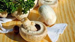 Why Mushrooms Turn Toxic: How To Pick the Non-Toxic Ones