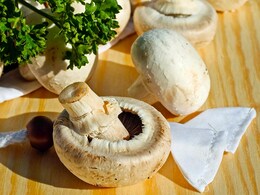 Why Mushrooms Turn Toxic: How To Pick the Non-Toxic Ones