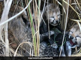 कूनो नेशनल पार्क में चीता ज्वाला के 2 और शावकों की मौत, भीषण गर्मी और डिहाइड्रेशन से बिगड़ी थी तबीयत कूनो नेशनल पार्क में चीता ज्वाला के 2 और शावकों की मौत, भीषण गर्मी और डिहाइड्रेशन से बिगड़ी थी तबीयत