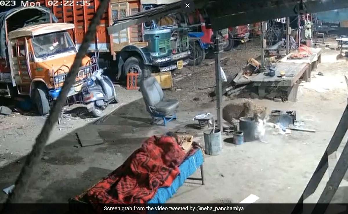 Video: Leopard Pounces On Sleeping Dog In Maharashtra