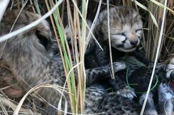 2 More Cheetah Cubs Die In Madhya Pradesh National Park, Third This Week 2 More Cheetah Cubs Die In Madhya Pradesh National Park, Third This Week