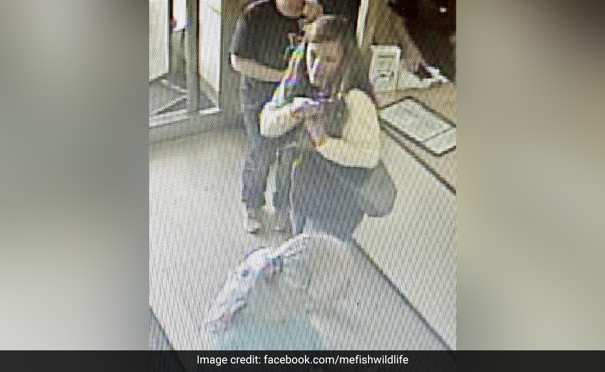 Baby Raccoon Brought By Woman For Nail Trim Euthanised Over Rabies Fears