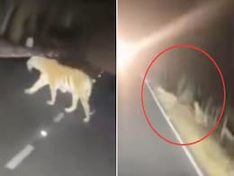 नन्हें शावकों के साथ सड़क पार करती नजर आई बाघिन, IFS अफसर ने Video शेयर कर लोगों से की ये दरख़्वास्त नन्हें शावकों के साथ सड़क पार करती नजर आई बाघिन, IFS अफसर ने Video शेयर कर लोगों से की ये दरख़्वास्त
