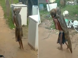 बोरे की तरह मगरमच्छ को पीठ पर लादकर सड़क पर घूमते दिखा बच्चा, Video देख लोग बोले 'भयंकर दोस्ती' बोरे की तरह मगरमच्छ को पीठ पर लादकर सड़क पर घूमते दिखा बच्चा, Video देख लोग बोले 'भयंकर दोस्ती'